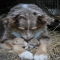 Dog with baby bunnies - Adorable Dog Pics