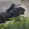 Gorillas - Beautiful Animals