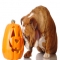 Health Benefits of Pumpkin for Dogs