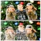 Holiday Inspired Pictures for Cards