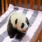 I am a Two-month-old female giant panda who named Hua Sheng or Peanut in English. - Panda