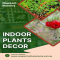 Indoor Plants Decor - Native Nursery
