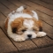 Lhasa Apso dog - Adorable Dog Pics