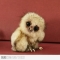 Little Baby Owl  - Animals