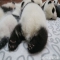 Look at these cute panda buttocks - Panda