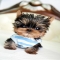 Micro Teacup Yorkie - Funny Stuff