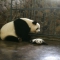 Mom Qi Yuan and her cute lovely baby - Panda