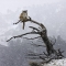 Mountain Lion perched in snowy tree [photo]