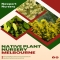 Native plant nursery in Melbourne - Native Nursery