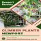 Newport Native Nursery - Native Nursery