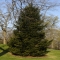 Norway Spruce