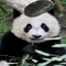 Panda - Beautiful Animals