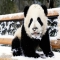 Panda cub in the snow