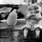 Penguin & Little Girl - Amazing black & white photos