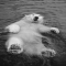 Polar Bear backstroke [photo] - Beautiful Animals