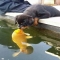 Puppy kissing a fish - Animals