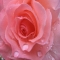 Raindrops on Roses - My Favourite Things