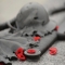 Remembrance Day ceremonies across Canada - News