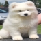 Samoyed Puppy - Animals