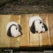 Show two pandas with you, one is S and the other is M.(Left is Qi Fu and right is Qi Yuan) - Panda