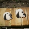 Show two pandas with you, one is S and the other is M.(Left is Qi Fu and right is Qi Yuan)