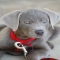 Silver Labrador Photo  - Fantastic Photography 