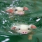 Swimming Pigs  - Just cause