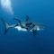 Swimming with a Great White Shark - I will do this