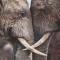 The Secret Wisdom of Elephants - Beautiful Animals