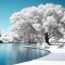 Tree of Snow