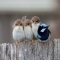 One of these things is not like the others - Cute animals