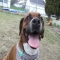 *My Dog Ripto :) - *My Dogs :)