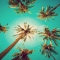 Palm Trees - Amazing photos