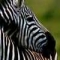 Zebras - Pictures