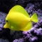 fish - Animals-Fish