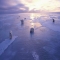 Polar Bears! - The Arctic!