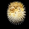 Pufferfish - Animals-Fish