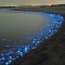 Glowing Firefly Squid - Just cause