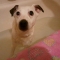 *Bailey - *My Dogs :)