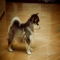 So fluffy! - Cute animals