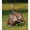 New Zink turkey decoys  - Turkey hunting