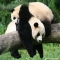 Sweet Panda Dreams