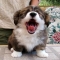 Awwwww - Cute animals