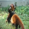 Pounce! - Cute animals