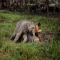 Best Friends - Cute animals