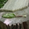 Wild leek (ramp) pickling recipe