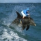 Dolphin Riding