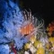 Lionfish - Animals-Fish