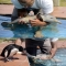 Baby penguin meets baby dolphin...aw