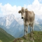 Italian Dolomites Travel Guide  - Vacation Spots
